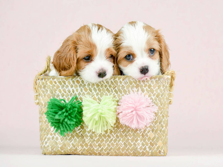 Beste Freunde Zwei Cavalier King Charles Spaniel Welpen - CALVENDO Foto-Puzzle'