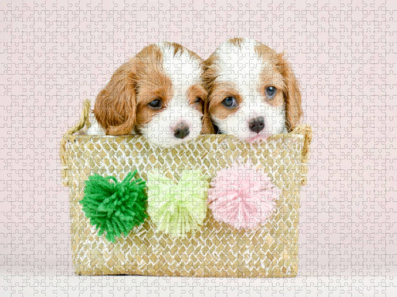 Beste Freunde Zwei Cavalier King Charles Spaniel Welpen - CALVENDO Foto-Puzzle'