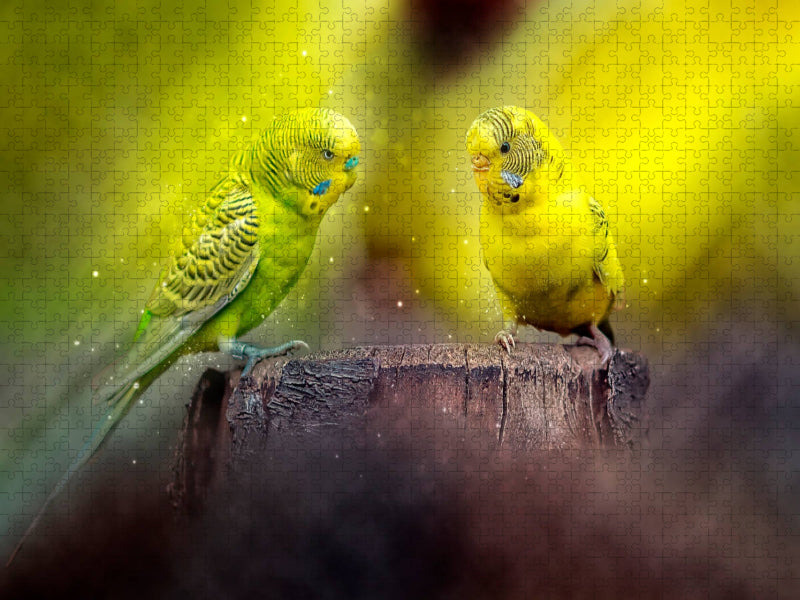 Ein Motiv aus dem Kalender Wunderschöner Wellensittich - CALVENDO Foto-Puzzle'