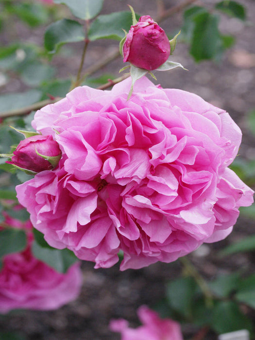 Rosa "Warwick Castle" - CALVENDO Foto-Puzzle'