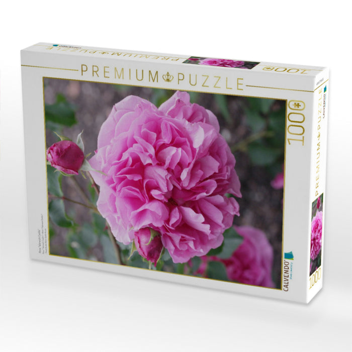 Rosa "Warwick Castle" - CALVENDO Foto-Puzzle'