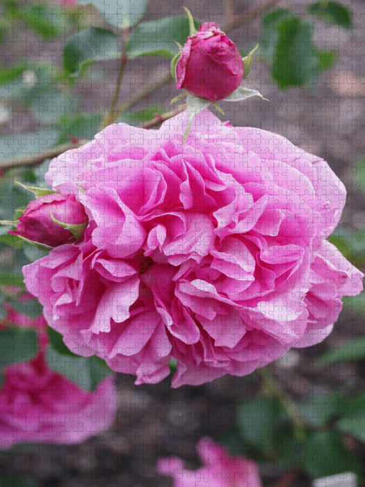 Rosa "Warwick Castle" - CALVENDO Foto-Puzzle'