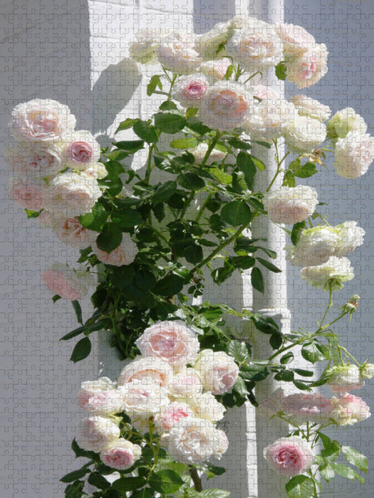 Kletterrose "Sabrina" - CALVENDO Foto-Puzzle'