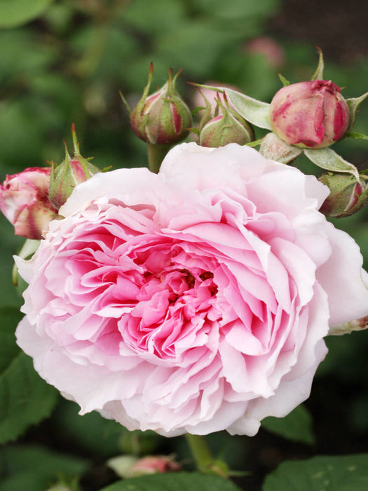 Rosa "Wife of Bath" - CALVENDO Foto-Puzzle'