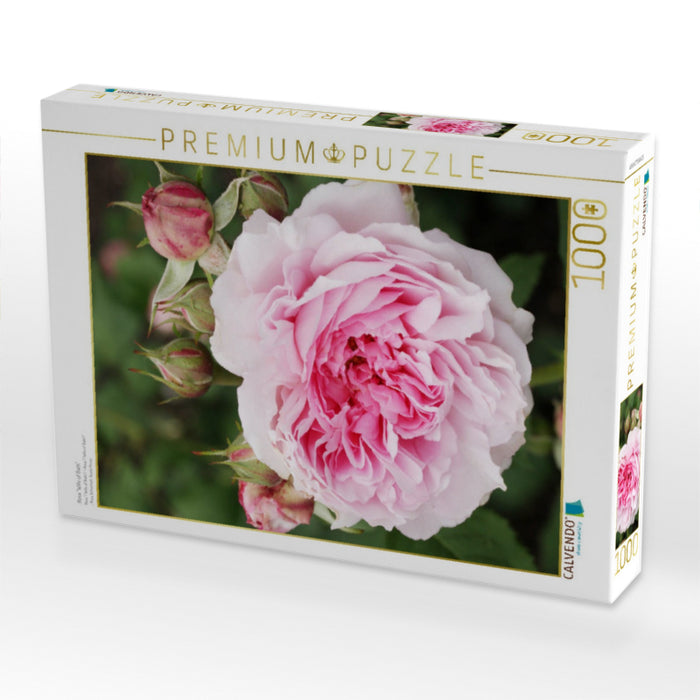 Rosa "Wife of Bath" - CALVENDO Foto-Puzzle'