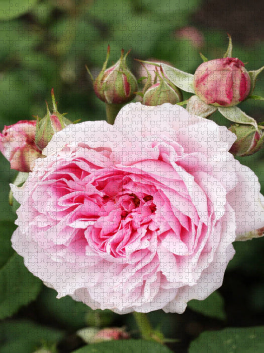 Rosa "Wife of Bath" - CALVENDO Foto-Puzzle'