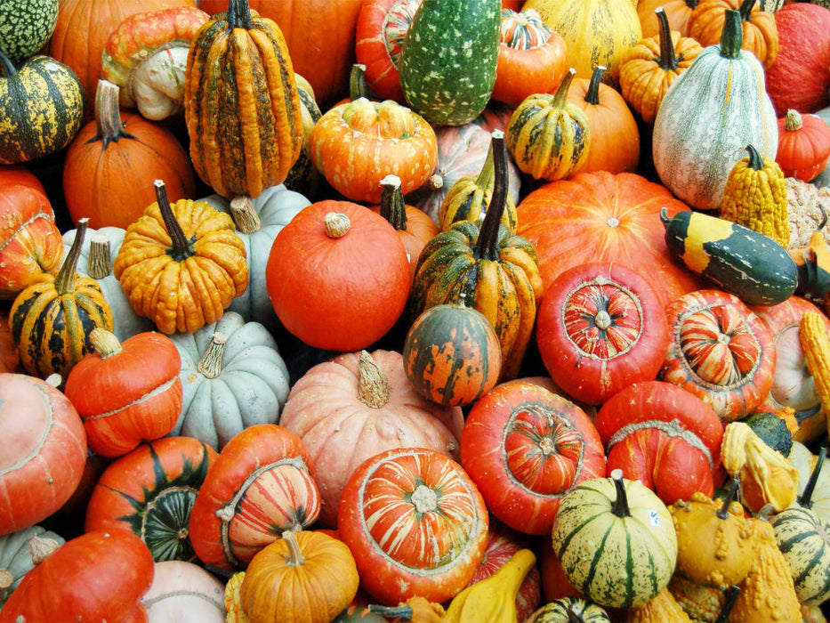 Mix aus vielen Kürbis Sorten in gelb, rot, grün und orange. - CALVENDO Foto-Puzzle'