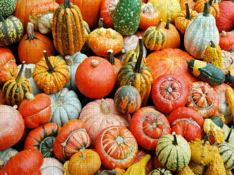 Mix aus vielen Kürbis Sorten in gelb, rot, grün und orange. - CALVENDO Foto-Puzzle'