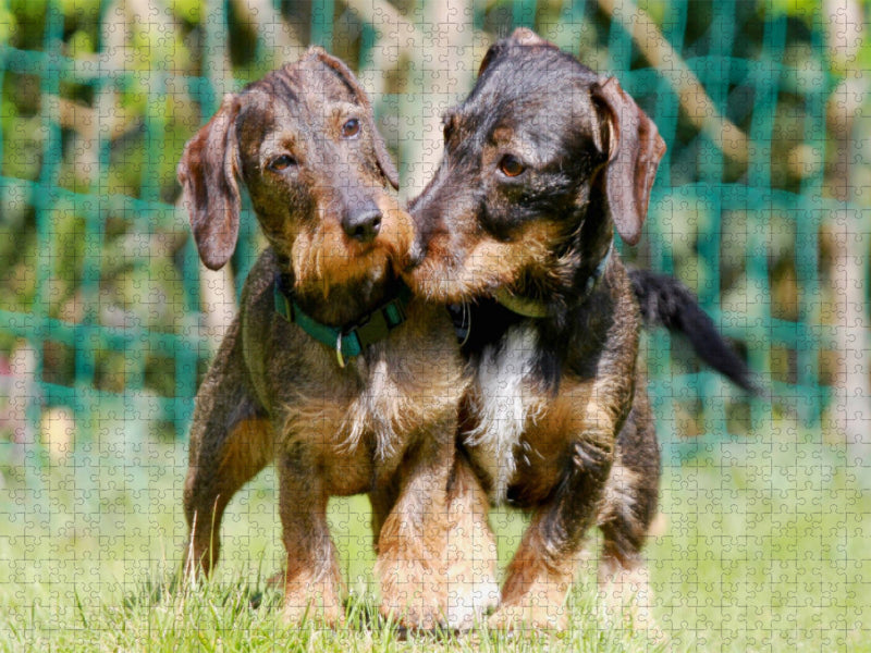 Dackelfreundschaft - CALVENDO Foto-Puzzle'