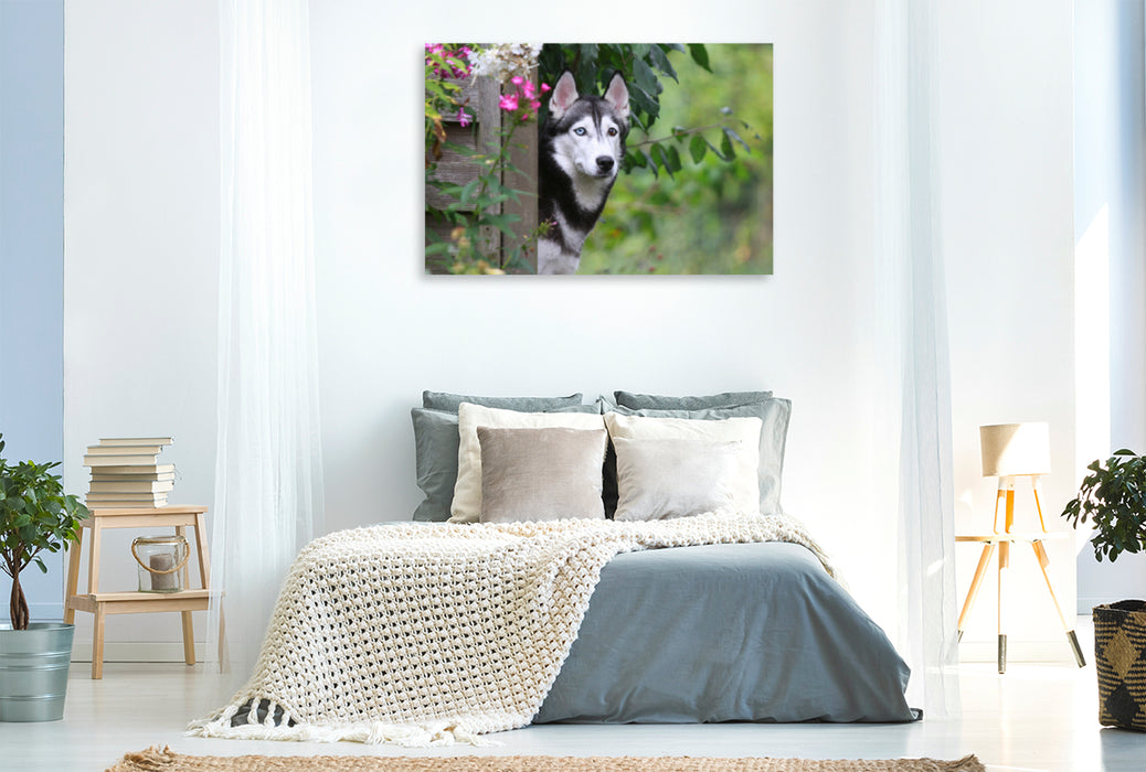 Premium textile canvas Premium textile canvas 120 cm x 80 cm landscape Siberian Husky 