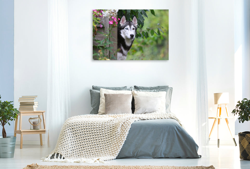 Premium Textil-Leinwand Premium Textil-Leinwand 120 cm x 80 cm quer Siberian Husky