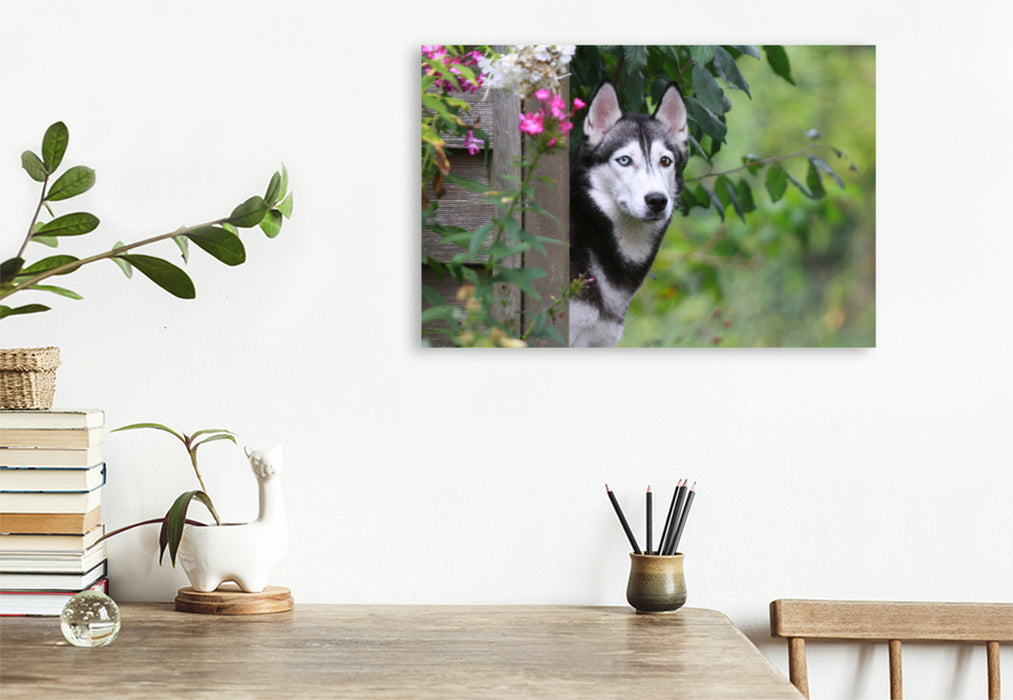 Premium textile canvas Premium textile canvas 120 cm x 80 cm landscape Siberian Husky 