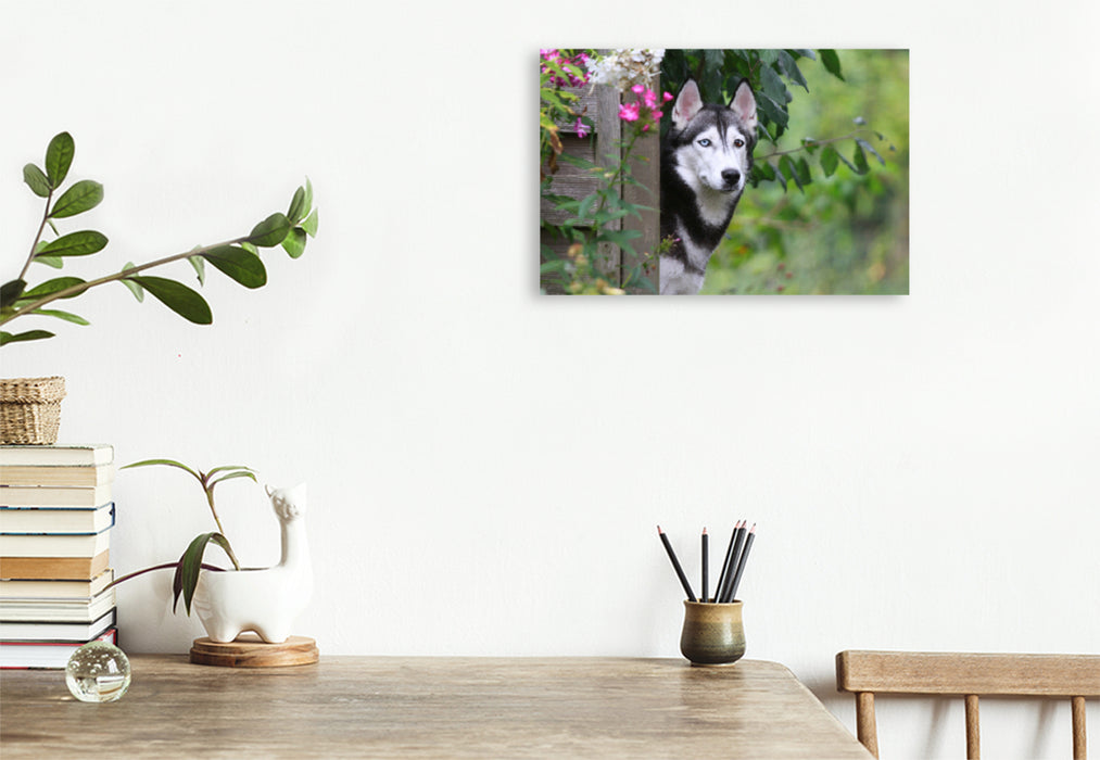 Premium textile canvas Premium textile canvas 120 cm x 80 cm landscape Siberian Husky 