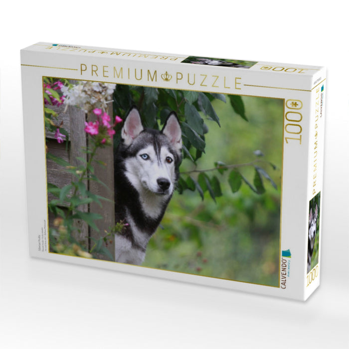 Siberian Husky - CALVENDO Foto-Puzzle'
