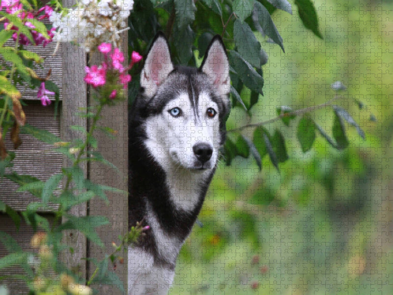 Siberian Husky - CALVENDO Foto-Puzzle'