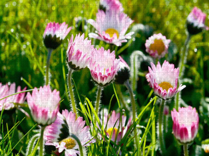 Gänseblümchen - CALVENDO Foto-Puzzle'