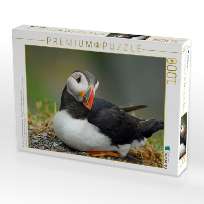 Ein Motiv aus dem Kalender von Babett Paul - Papageitaucher - kleine Vögel ganz groß! - CALVENDO Foto-Puzzle'