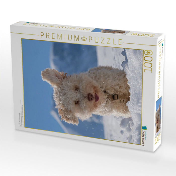 Lagotto Ohren hören alles - CALVENDO Foto-Puzzle'