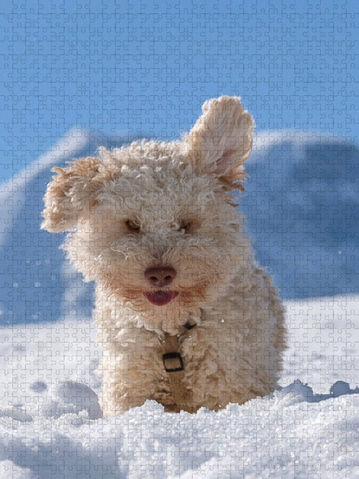 Lagotto Ohren hören alles - CALVENDO Foto-Puzzle'