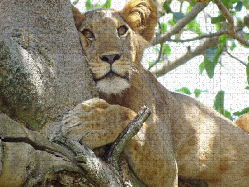 Löwen auf Feigenbäumen - CALVENDO Foto-Puzzle'
