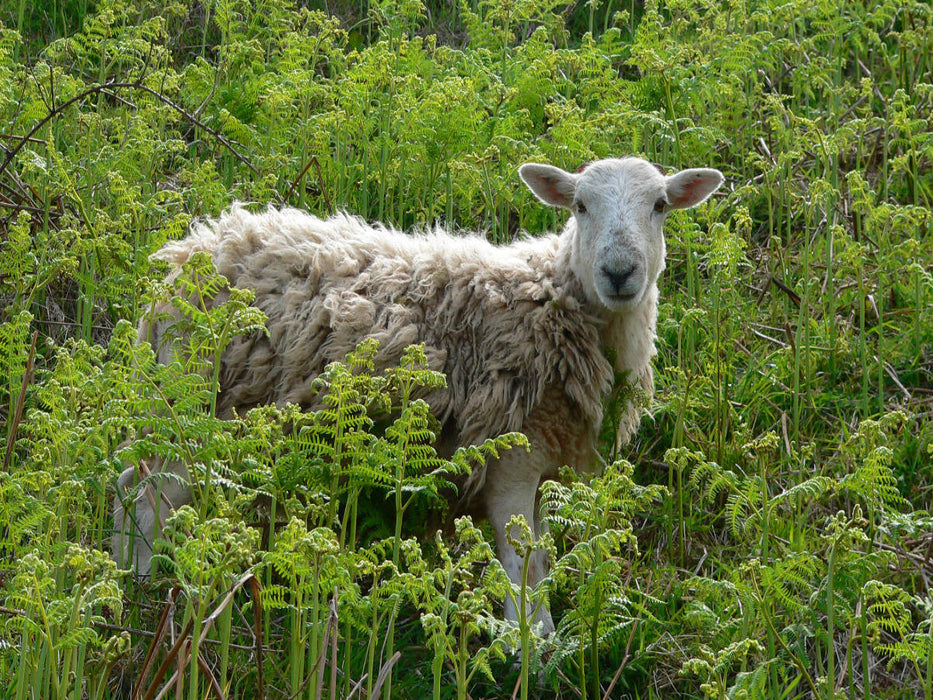 Schaf im Farnkraut - CALVENDO Foto-Puzzle'