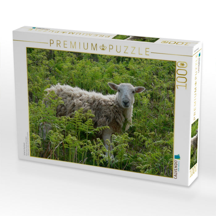 Schaf im Farnkraut - CALVENDO Foto-Puzzle'
