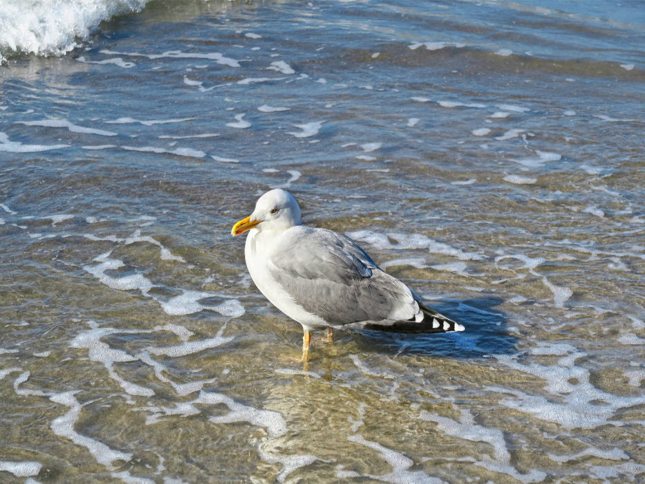 Silbermöwe am Strand - CALVENDO Foto-Puzzle'