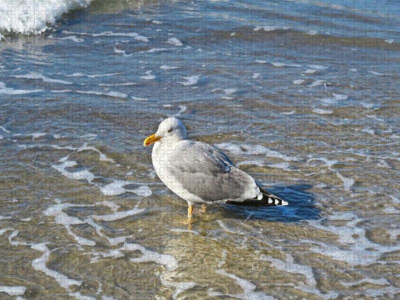 Silbermöwe am Strand - CALVENDO Foto-Puzzle'