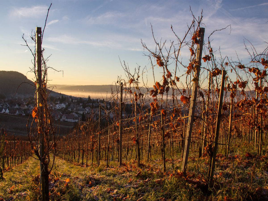 Weinberg Korber Höhe - CALVENDO Foto-Puzzle'