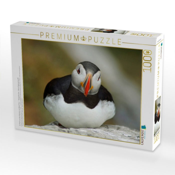 Ein Motiv aus dem Kalender von Babett Paul - Papageitaucher - kleine Vögel ganz groß! - CALVENDO Foto-Puzzle'