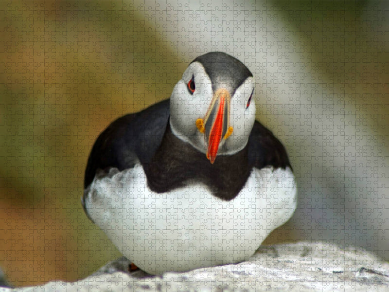 Ein Motiv aus dem Kalender von Babett Paul - Papageitaucher - kleine Vögel ganz groß! - CALVENDO Foto-Puzzle'
