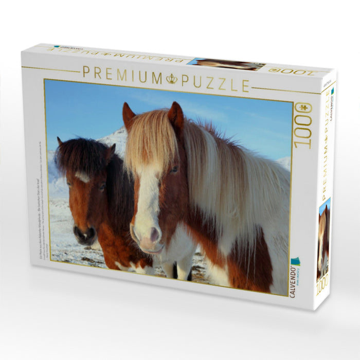 Ein Motiv aus dem Kalender Islandpferde - Die tierischen Stars der Insel - CALVENDO Foto-Puzzle'