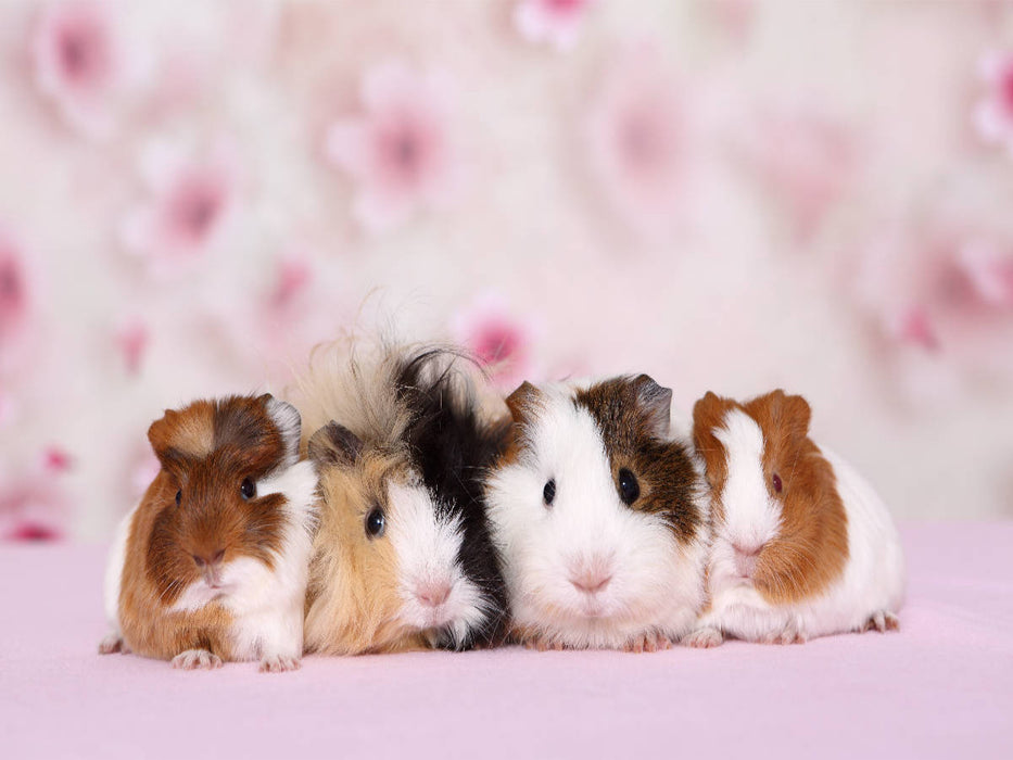 Meerschweinchen - CALVENDO Foto-Puzzle'