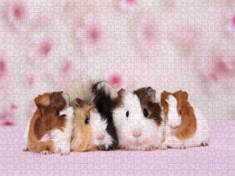 Meerschweinchen - CALVENDO Foto-Puzzle'