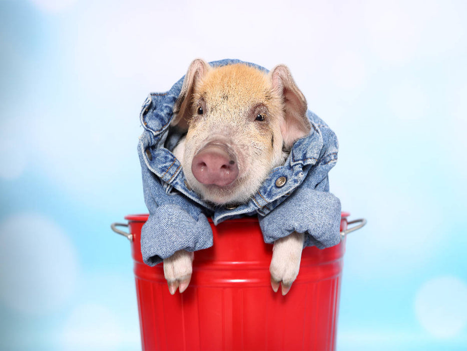 Turopolje Ferkel / Turopolje Piglet - CALVENDO Foto-Puzzle'