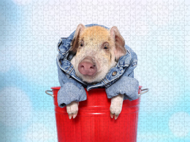 Turopolje Ferkel / Turopolje Piglet - CALVENDO Foto-Puzzle'