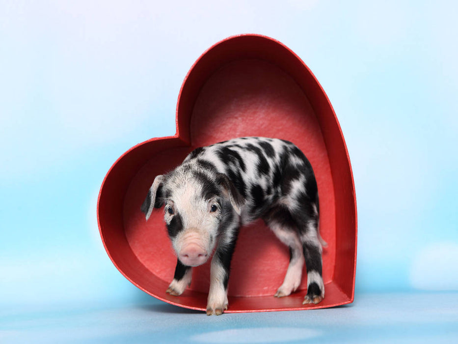 Turopolje Ferkel / Turopolje Piglet - CALVENDO Foto-Puzzle'