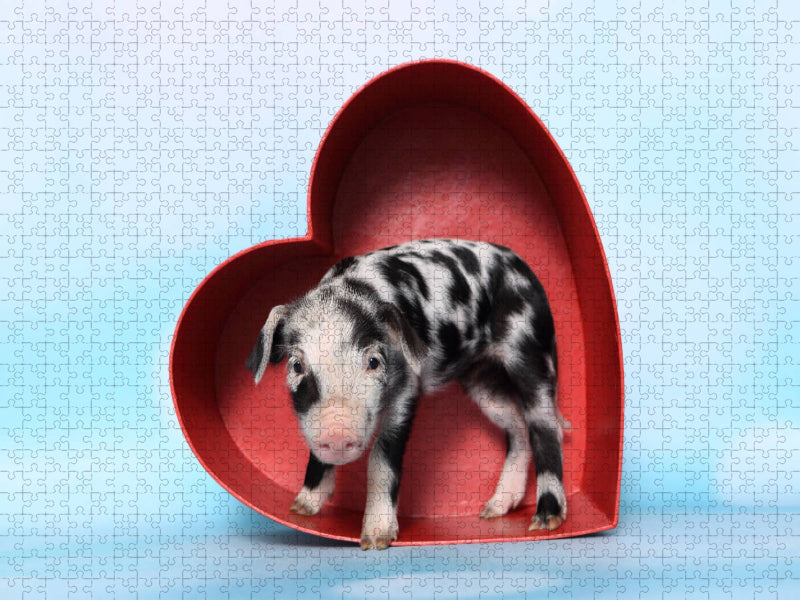 Turopolje Ferkel / Turopolje Piglet - CALVENDO Foto-Puzzle'