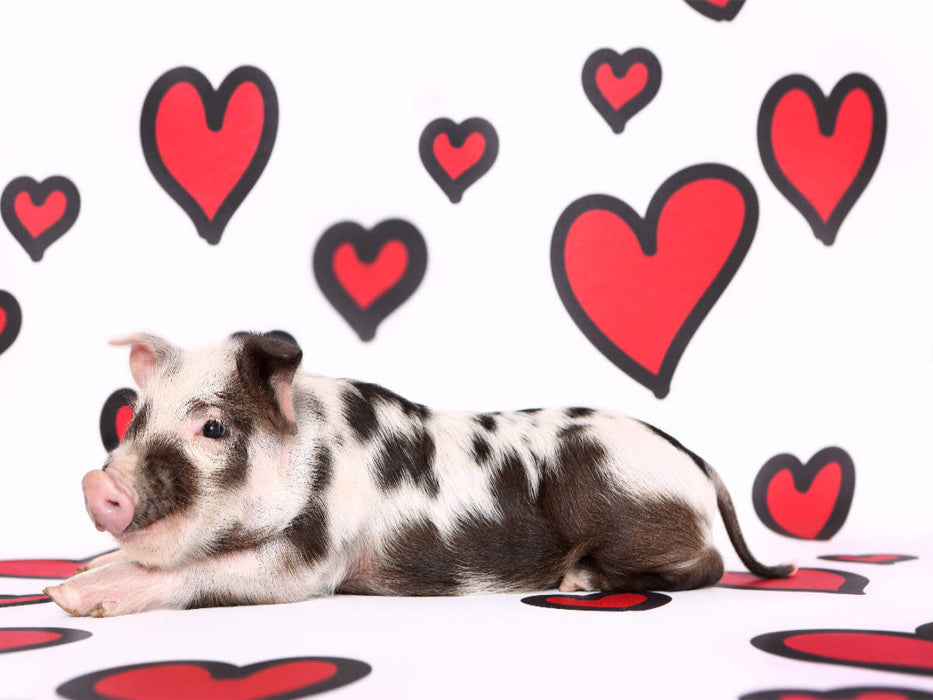 Turopolje Ferkel / Turopolje Piglet - CALVENDO Foto-Puzzle'