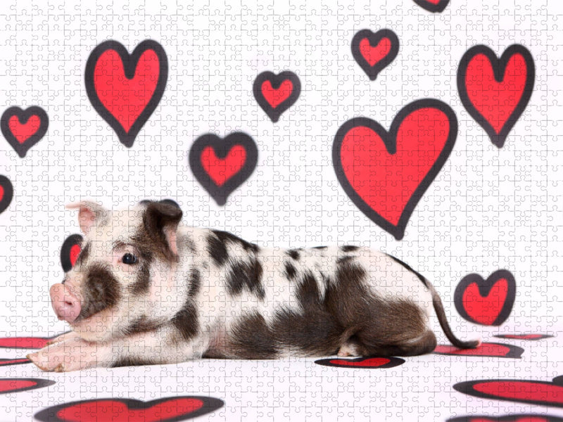 Turopolje Ferkel / Turopolje Piglet - CALVENDO Foto-Puzzle'