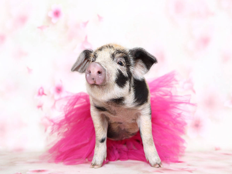 Turopolje Ferkel / Turopolje Piglet - CALVENDO Foto-Puzzle'