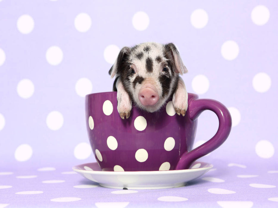 Turopolje Ferkel / Turopolje Piglet - CALVENDO Foto-Puzzle'