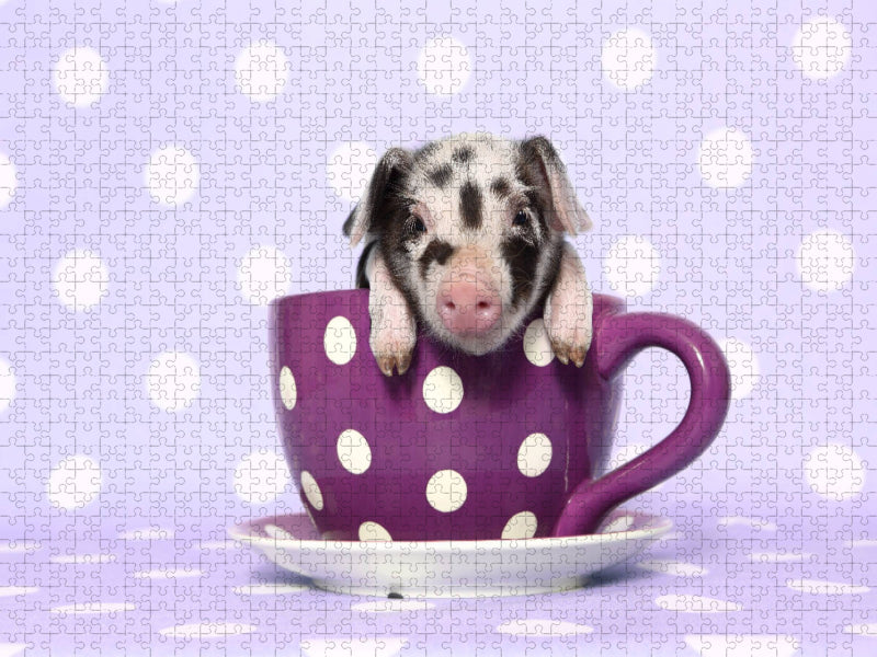 Turopolje Ferkel / Turopolje Piglet - CALVENDO Foto-Puzzle'