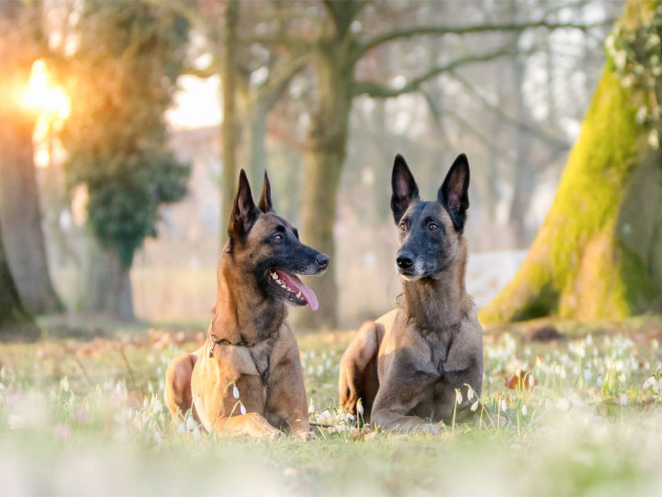 Ein Motiv aus dem Kalender Malinois - Belgische Energiebündel - CALVENDO Foto-Puzzle'
