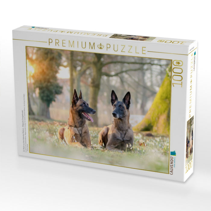 Ein Motiv aus dem Kalender Malinois - Belgische Energiebündel - CALVENDO Foto-Puzzle'