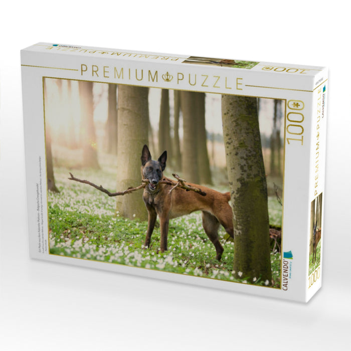 Ein Motiv aus dem Kalender Malinois - Belgische Energiebündel - CALVENDO Foto-Puzzle'