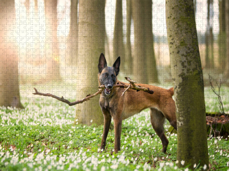 Ein Motiv aus dem Kalender Malinois - Belgische Energiebündel - CALVENDO Foto-Puzzle'