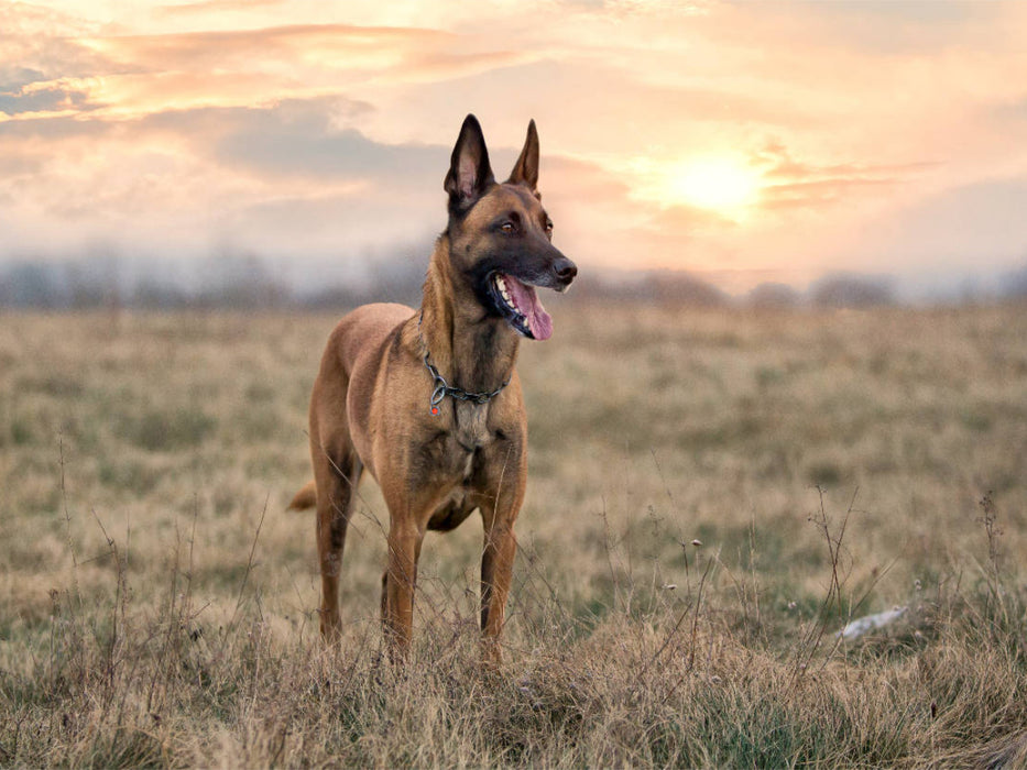 Ein Motiv aus dem Kalender Malinois - Belgische Energiebündel - CALVENDO Foto-Puzzle'