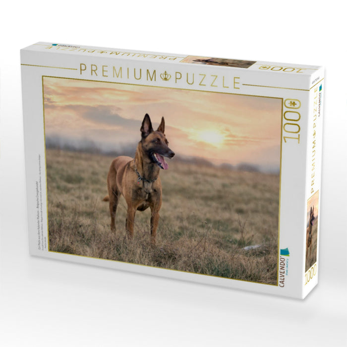 Ein Motiv aus dem Kalender Malinois - Belgische Energiebündel - CALVENDO Foto-Puzzle'