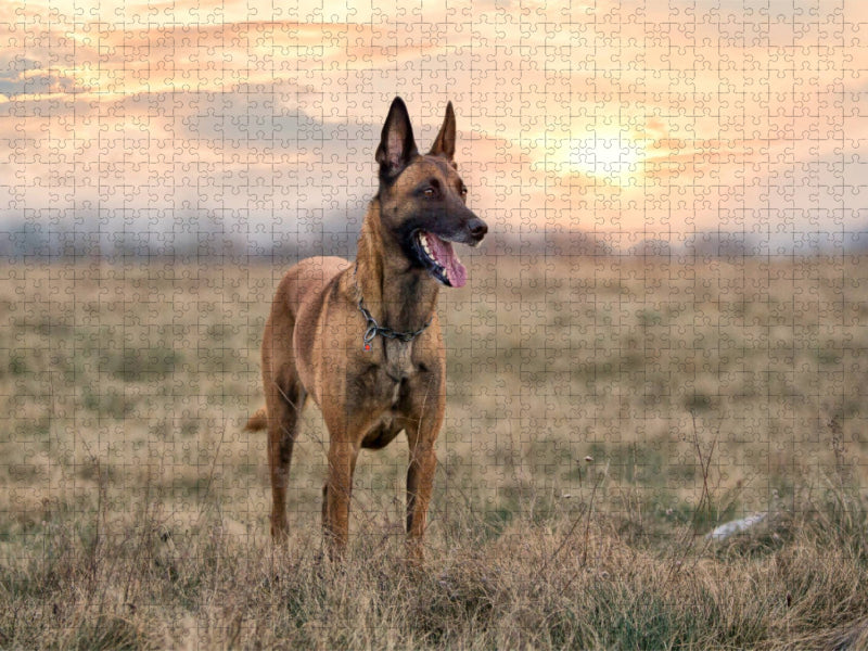 Ein Motiv aus dem Kalender Malinois - Belgische Energiebündel - CALVENDO Foto-Puzzle'